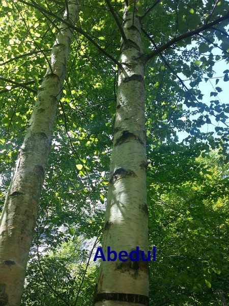 abedul