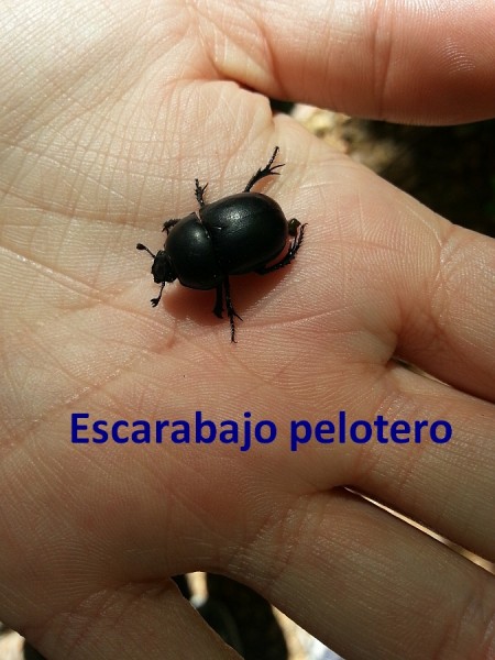 escarabajo