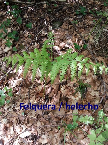 felquera