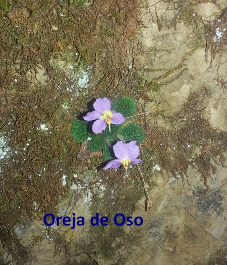 oreja de oso