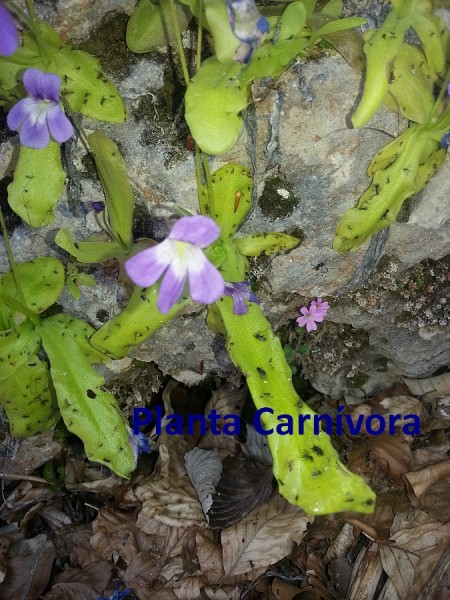 panta carnivora