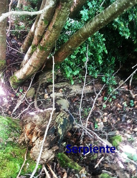 serpiente
