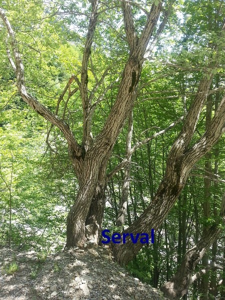 seval
